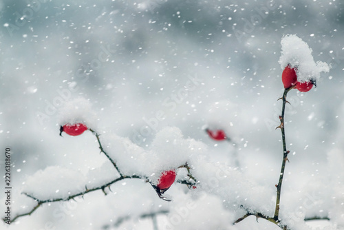 Snow-covered rose hip branches with red berries during snowfall against a blurred gray background, falling snowflakes and soft cold tones, copy space