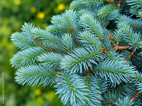 Blue Spruce Branch with Silver Blue Needles on Green Bokeh Background