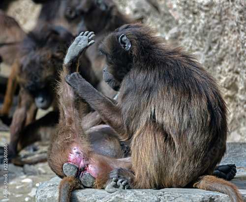 Gelada baboon females on the stones. Latin name - Theropithecus gelada	