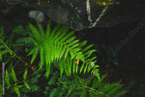 Green vibrant beautiful fern leaves in a dark crevice in forest, copy space.