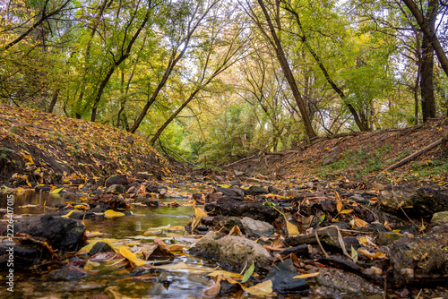 forest in autumn