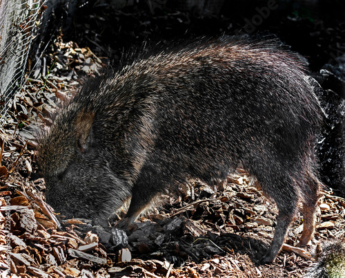 Chacoan peccary digging in its enclosure. Also known as tagua. Latin name - Catagonus wagneri