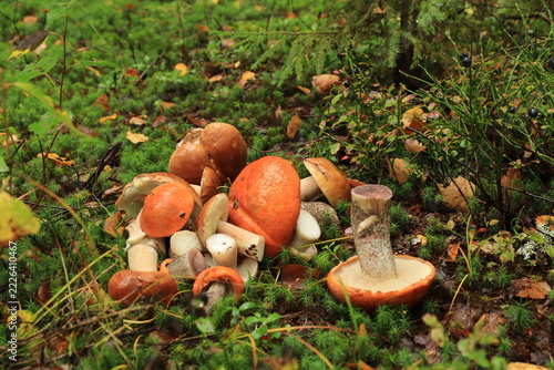 A pile of orange-cap boletus mushrooms lies on green moss in a summer forest.