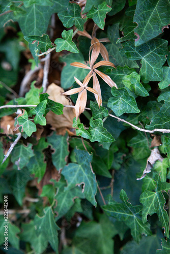Obraz na plátně Dense green ivy foliage with mixed dried tan leaves and climbing stems, layered