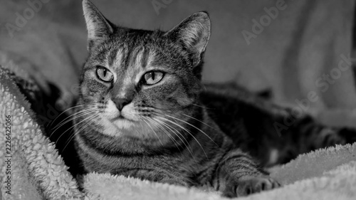 Karen Von Mittenpaw