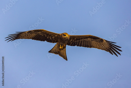 A Black Kite