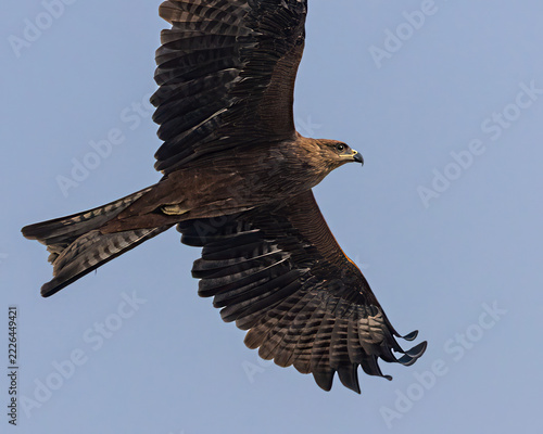 A Black Kite