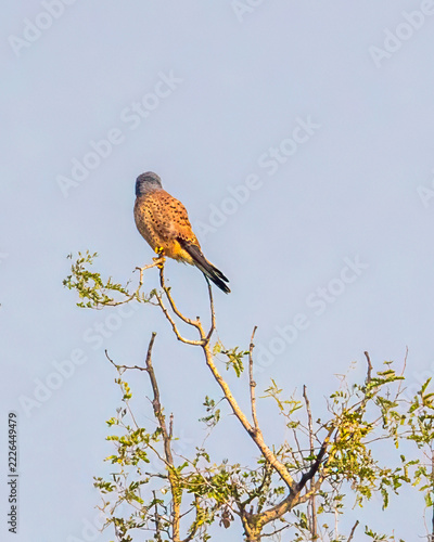 A Common Kestrel