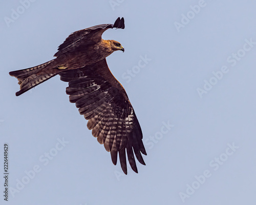 A Black Kite