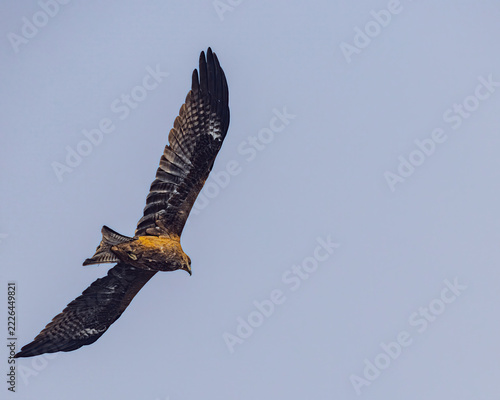 A Black Kite