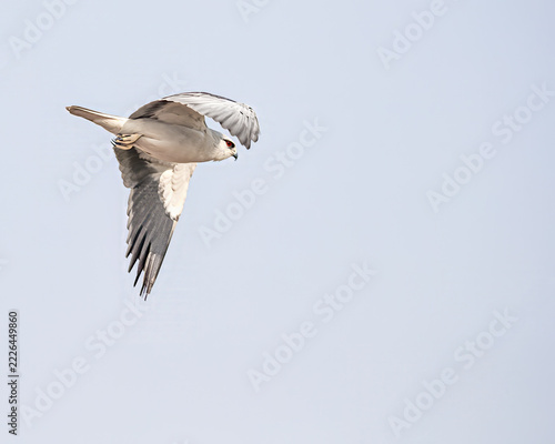 A Black Shouldered Kite