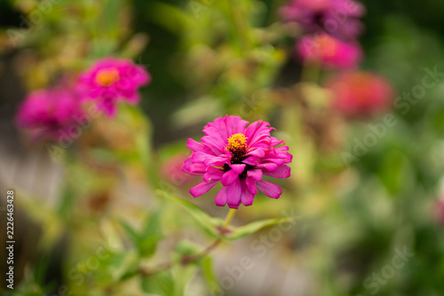 pink cosmos flower