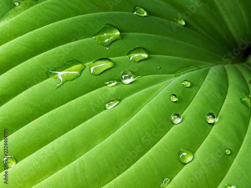 Fresh Green Leaf of Hosta with Water Droplets, Natural Botanical Background