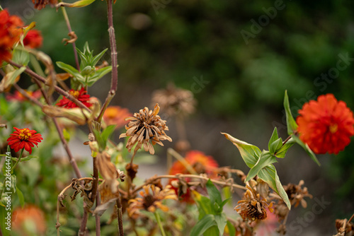 butterfly on a flower
