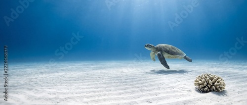 Sea turtle swims above a sandy seabed
