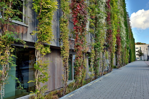 Bewachsene Hausfassade im Stadtteil Vauban in Freiburg im Herbst