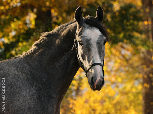 A thoroughbred horse head in front of autumn trees