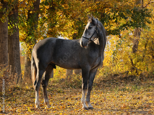  Andalusian horse with halter in autumn background 
