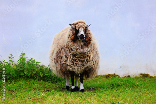 Obraz na plátně funny sheep on a blue background