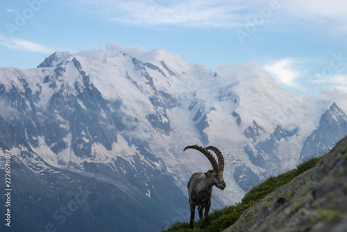 Ibex in the alps