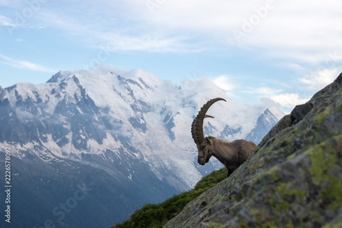 mountain goat on the rock