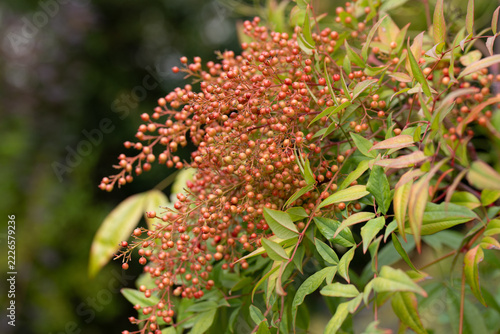 In the fall, the berries of the sacred bamboo (Nandina domestica) grow on the shrub.