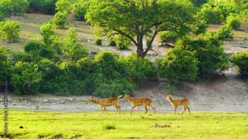 Three Puku deer antelopes walking in Chobe National Park, Botswana, South Africa 