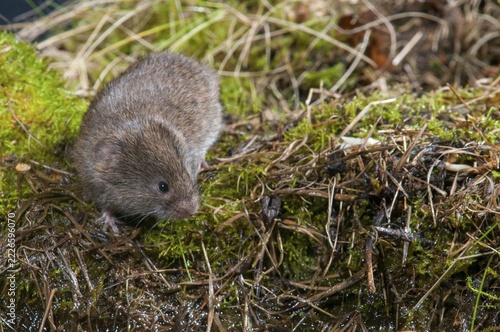Earth mouse, field vole, microtus agrestis, rodents, rodentia, short-tailed vole, mammals, mouse, muroids, rodents, mammals, vole