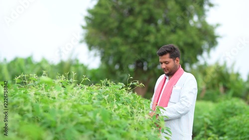 indian farmer looking pigeon pea plants at agriculture field