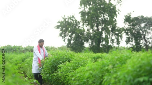 indian farmer looking pigeon pea plants at agriculture field