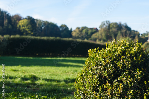 Buchsbaum im Garten mit Wiese, Bäumen und Hecke im Hintergrund