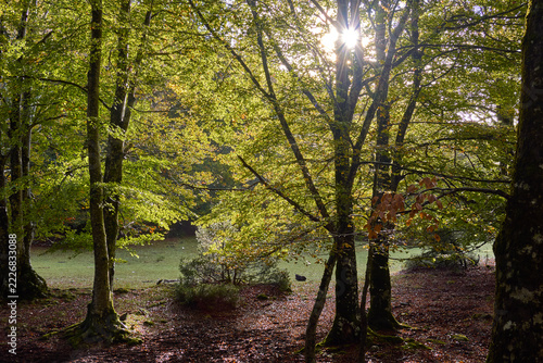 Autunno nel Parco Nazionale d'Abruzzo - Val Fondillo e Monte Amaro di Opi - Provincia di L'Aquila