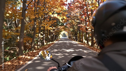 Autumn canopy tunnel of light