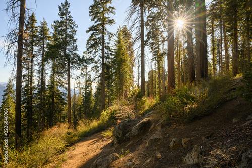 Walking trails among big sequoia trees. Sun starbursts shing through the trees. Sequoia National Park. USA.