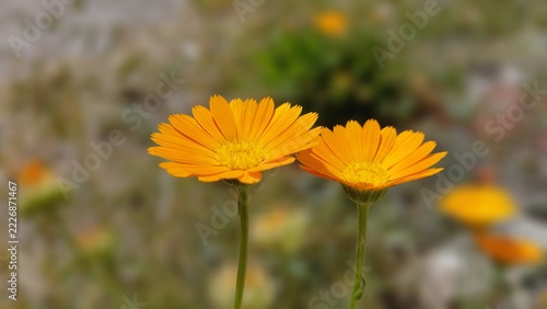 Close-up of Two Vibrant Orange Marigold Flowers in Sunlit Field.