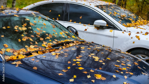 Two parked cars covered with fallen birch leaves during autumn. Yellow foliage scattered across vehicle hoods, windshields and roofs in an outdoor parking area, illustrating car cleaning.