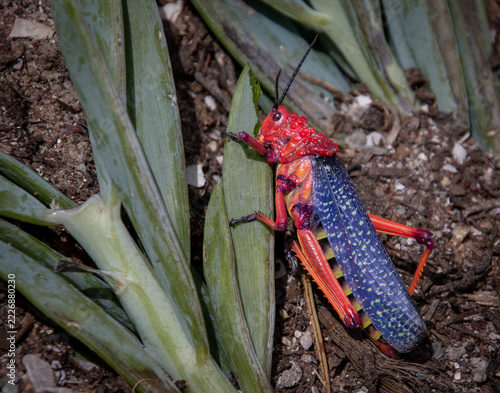 Red milkweed locust isolated in a garden in South Africa