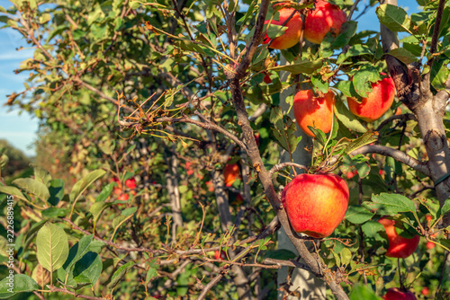 Ripe red apples hanging on an apple tree in a Dutch orchard. The photo was taken on a sunny day at the beginning of the autumn season.