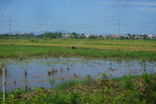 pond in the field