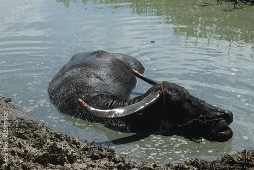 water buffalo