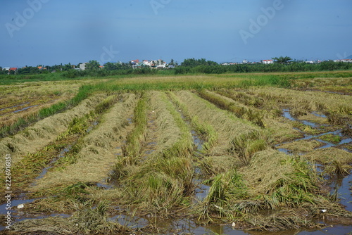 rice field