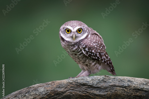 Spotted Owlet perched on a textured rock, showcasing its large piercing yellow eyes, heavily barred plumage, and distinctive facial disc against a smooth green background, natural habitat
