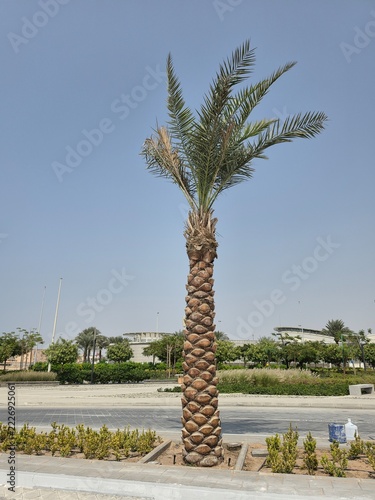 Newly Planted Royal Palm on a driveway in Jeddah KSA