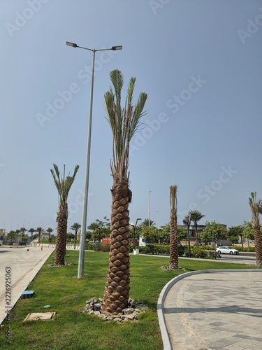 Newly Planted Royal Palms in Jeddah KSA