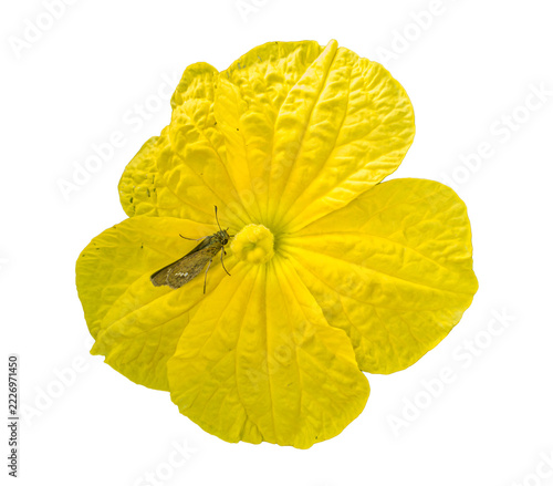 a sponge gourd flower islated on white background