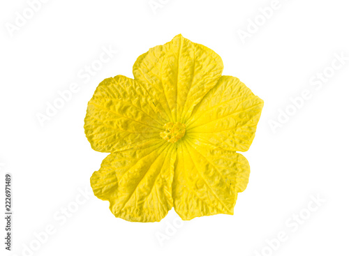 a sponge gourd flower islated on white background
