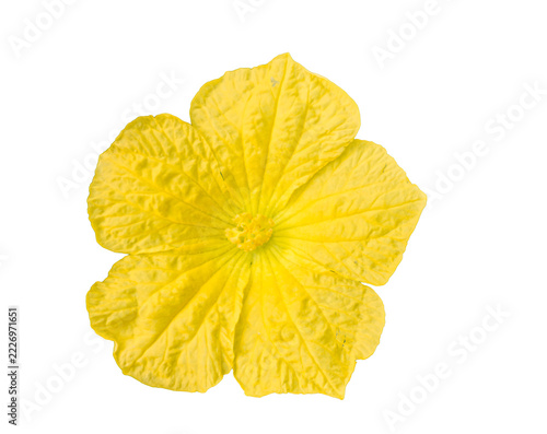a sponge gourd flower islated on white background