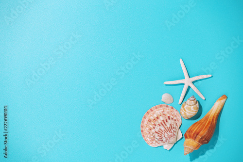Seashells on blue background, top view