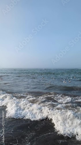 Seagulls fly and float over dark sea with foamy waves rolling in soft morning haze in slow-motion