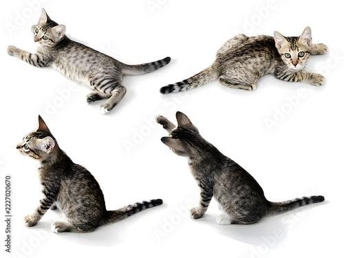 Isolate on white background, Six  different poses little cat isolated on white back ground for make new work design. tabby, small, baby, baby cat, domestic animal